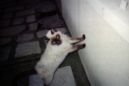 Mon anciens chat